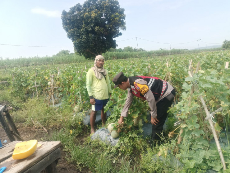 Pengecekan Ketahanan Pangan, Polsek Porong Dorong Budidaya Melon di Desa Kebakalan
