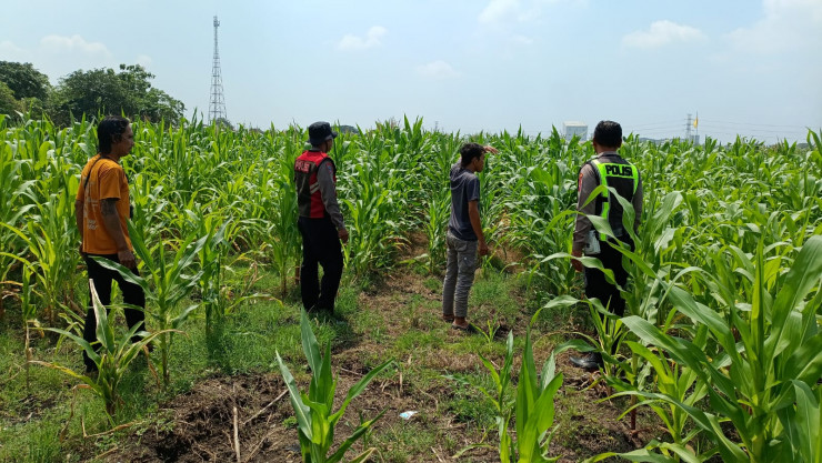Dorong Swasembada Pangan, Polisi Tinjau Lahan Jagung Siap Panen di Balongbendo