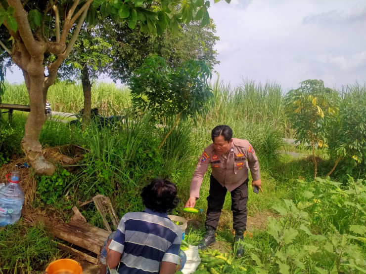 Kanit Binmas Polsek Prambon Dampingi Warga Panen Sayur Krai Sebanyak 110 Kg