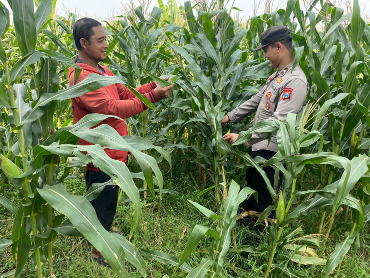 Polsek Tarik Patroli Lahan Jagung, Perkuat Ketahanan Pangan Nasional dan Swasembada Pangan di Sidoarjo