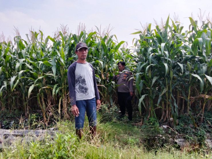 Polsek Prambon Tinjau Upaya Petani Jagung Sukseskan Program Ketahanan Pangan