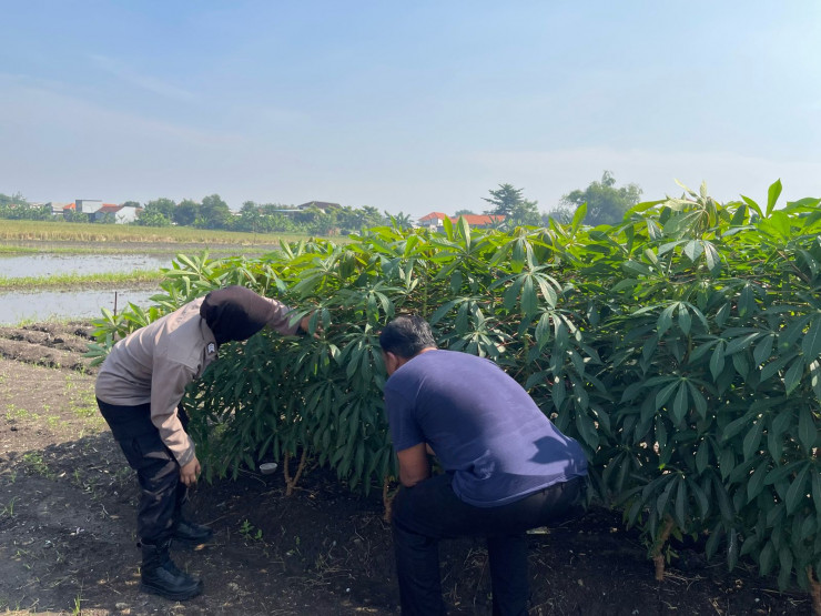 Warga Tanam Singkong Dapat Perhatian Khusus dari Polisi Penggerak Ketahanan Pangan di Pulungan Sedati