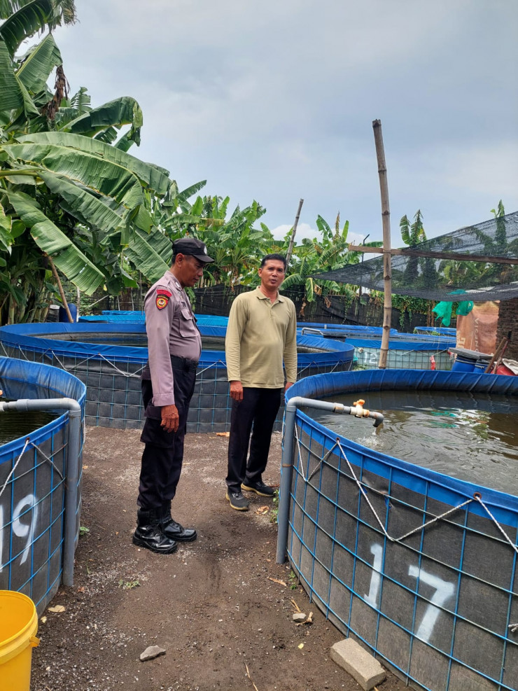 Program Ketahanan Pangan, Bhabinkamtibmas Desa Jenggot Polsek Krembung Tinjau Budidaya Lele