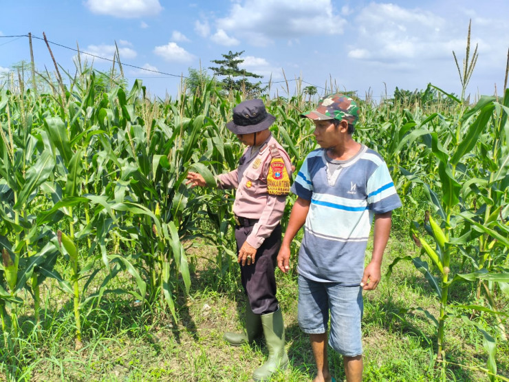 POLRESTA SIDOARJO | Cek Ketahanan Pangan, Polsek Balongbendo Sambangi Lahan Pekarangan Bergizi di Desa Bakungtemenggungan