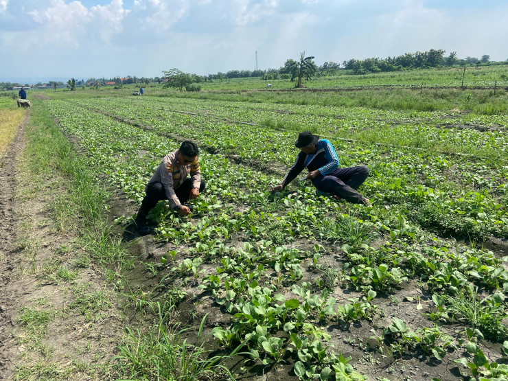 Kanit Binmas Polsek Krembung Tinjau Lahan P2B Dukung Program Ketahanan Pangan