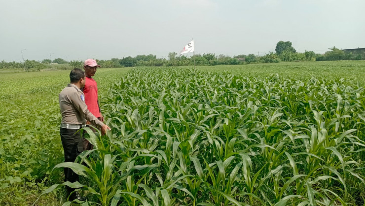 Sinergi Polsek Wonoayu dan Petani Optimalkan Lahan Jagung, Perkuat Program Swasembada Pangan