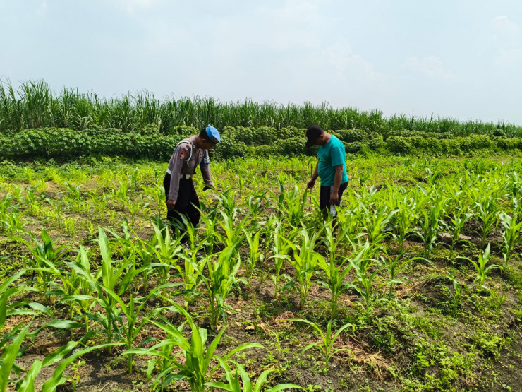 POLRESTA SIDOARJO | Warga Manfaatkan Lahan Kosong, Bhabinkamtibmas Desa Kesambi Dukung Ketahanan Pangan Lewat Penanaman Jagung