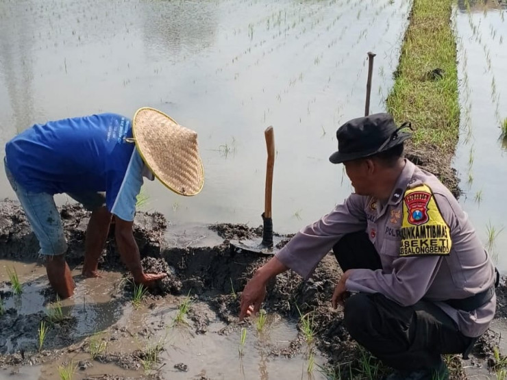 Polisi Cinta Petani di Balongbendo Kompak Cek Lahan Padi untuk Ketahanan Pangan Polresta Sidoarjo