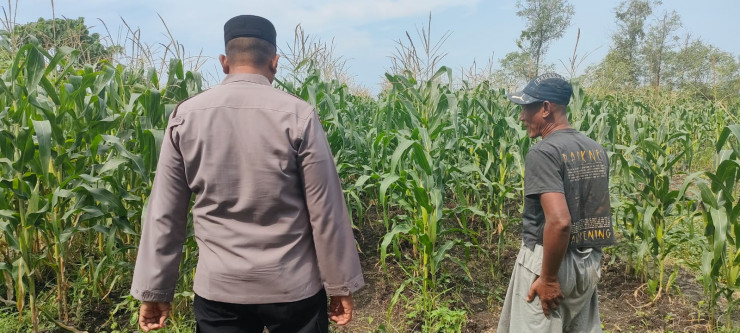 Polsek Sukodono Apresiasi Ketahanan Pangan: 500 Batang Jagung Tumbuh di Pekarangan Warga Pademonegoro