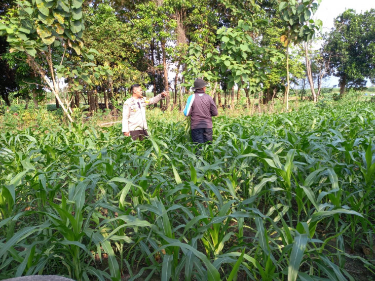 Polsek Krembung Turun Langsung Masifkan Polisi Cinta Petani di Lahan Ketahanan Pangan Desa Lemujut
