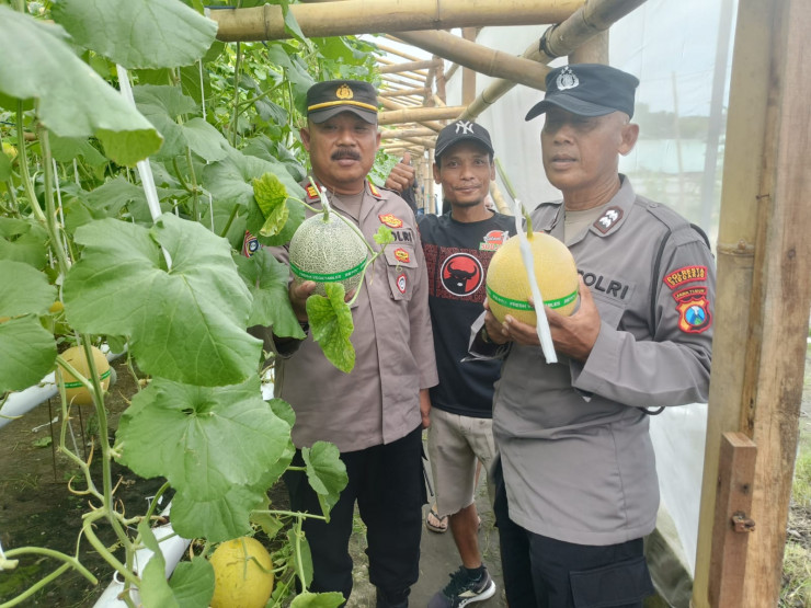 Bhabinkamtibmas Desa Kraton Tinjau Lahan Hidroponik Melon untuk Ketahanan Pangan Bergizi